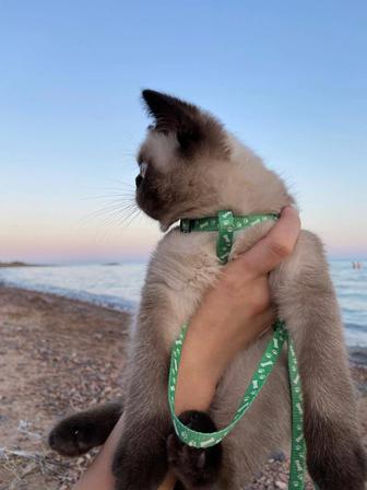 Кот экзот ищет подругу для вязки