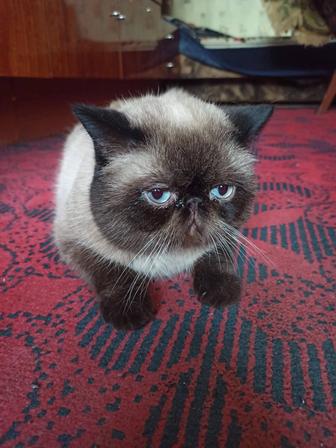 Кот экзот ищет подругу для вязки