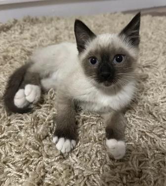 Котята породу сноу шу