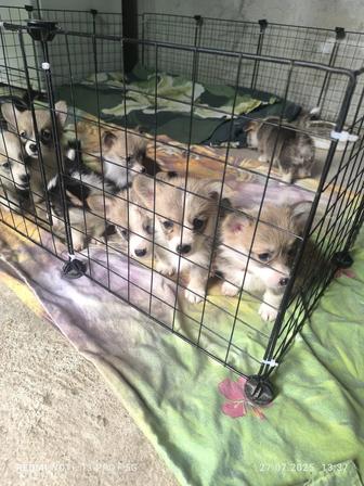 Чистокровные щенки Вельшь Корги Пемброк