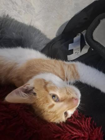 Котенок ищет дом!