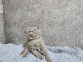 Продам породистого котенка