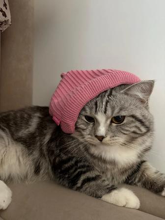 Дарю кота