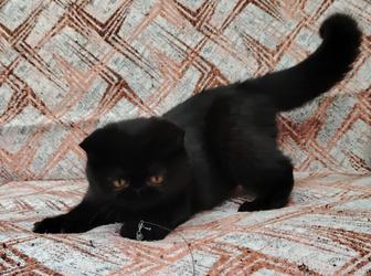 Котенок девочка экзотик