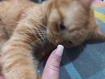 Отдам котенка годовалого в хорошие руки