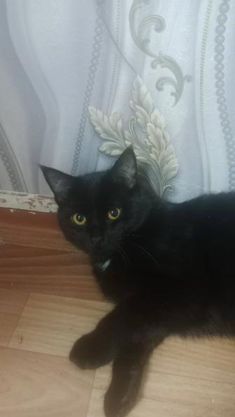 Животные отдам котят даром хорошие игривые кушают все приучены к туалету