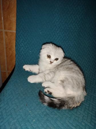 Продам Шотланских котят