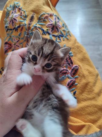 Отдадим котят в добрые руки