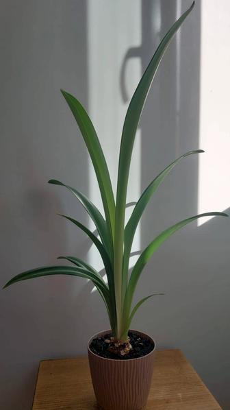 Комнатный цветок гиппеаструм