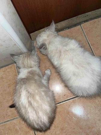 Кошка сиамский