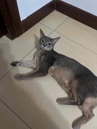 Отдам в хорошие руки Абесинца кота. 3 года.
