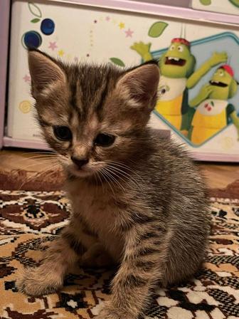 Продам котят скоттиш страйт