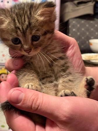 Продам котят скоттиш страйт