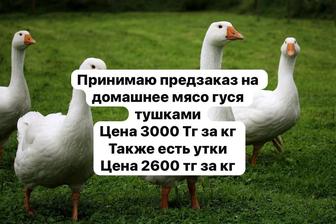 Продам мясо домашней птицы