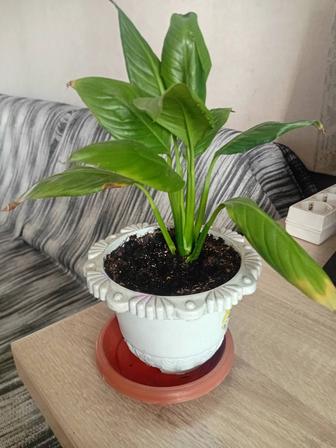 Продам цветок женское счастье