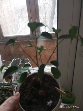 Продам комнатный цветок