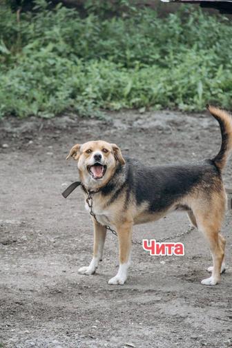 Собаки