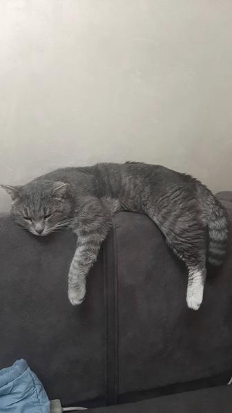 Отдам кота в хорошие руки