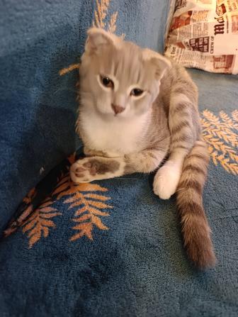 Потерялся котенок за вознаграждение