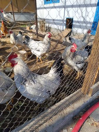 Продам Петушков Адлер серебристый