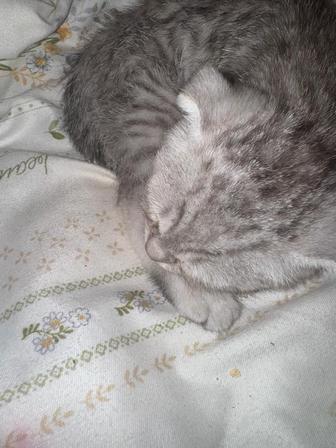 Шотландский котенок вислоухий, девочка очень милая,игривая к горшку приучен