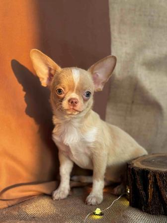 Продается щенок чихуахуа
