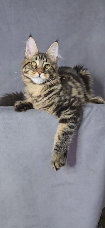 Котенок мейн-кун