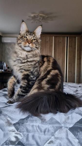 Котенок мейн-кун