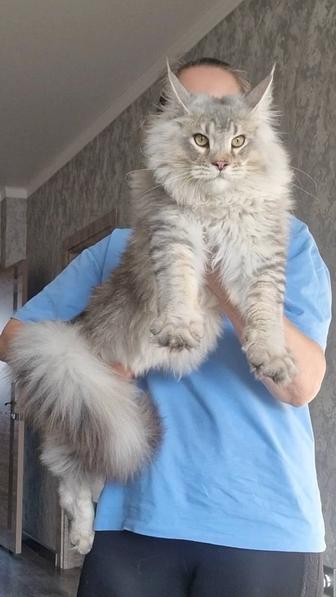 Котенок мейн-кун