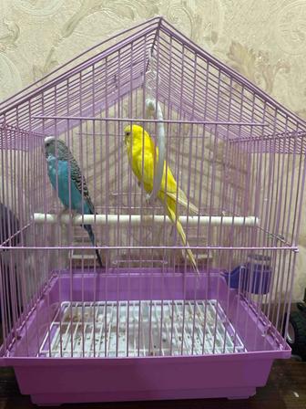 Продам попугаев