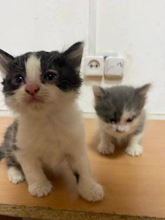 Отдам котят в хорошие руки