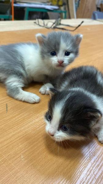 Отдам котят в хорошие руки