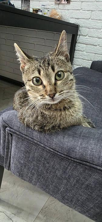 Котенок игривый в добрые руки, ходит в лоток, к еде не прихотлив