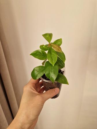 Переския шиповатая