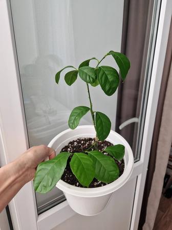 Лимон комнатное дерево