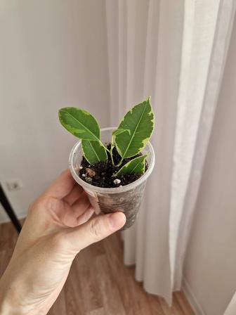 Фикус бенджамина черенки