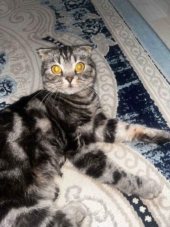 Шотландская Вислоухая кошка на вязку