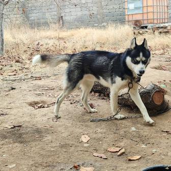 Продается хаски