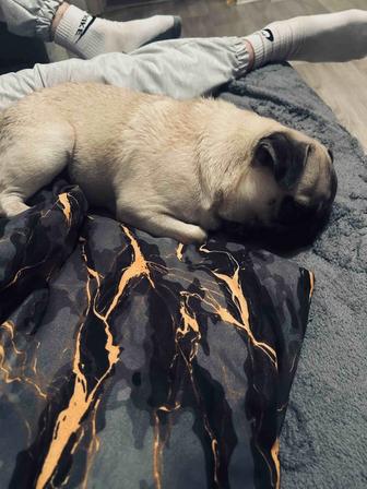 продам мопса