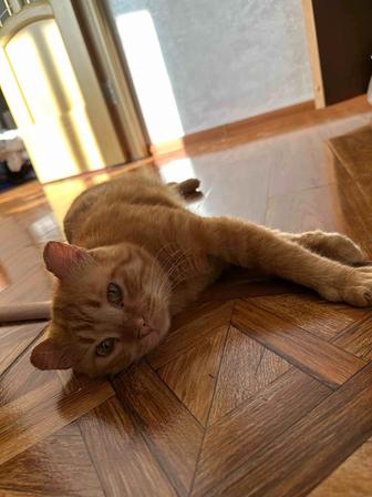Отдам кота. Рыжий кот в любящие руки