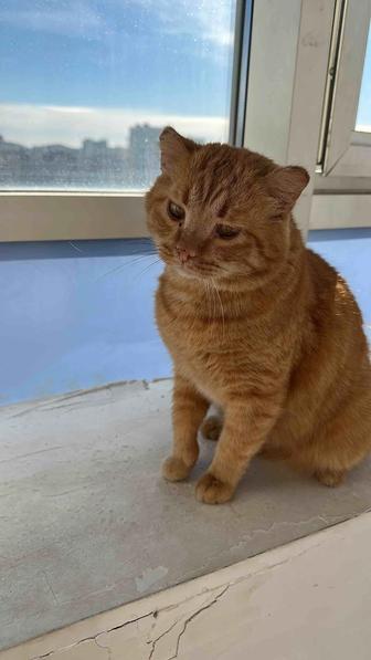 Отдам кота. Рыжий кот в любящие руки