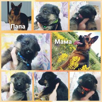 Продажа щенков немцев