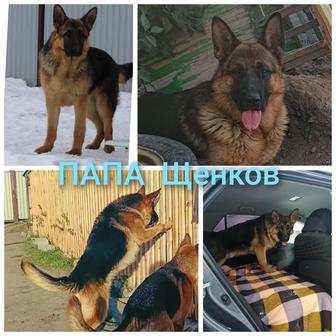Продажа щенков немцев