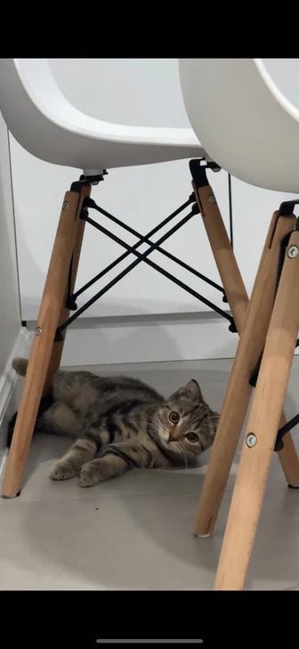 Котенок шотландский девочка