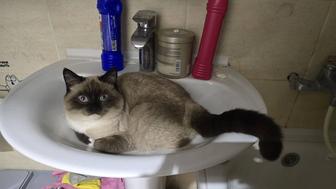 Котята Шотландцы