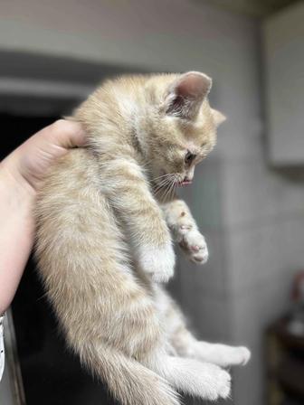 Котенок необыкновенного персикового цвета