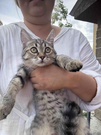 Котенок 2.5 месяца. Девочка