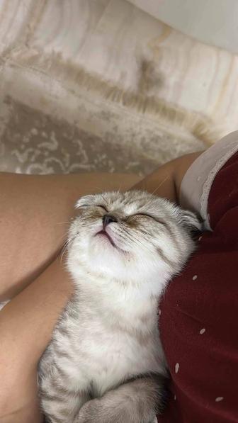 Породистый кот