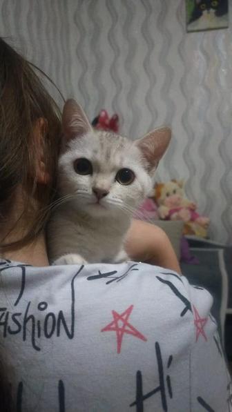 Кошка