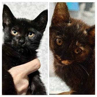 Отдам котят